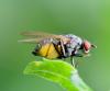 Emmesomyia socia